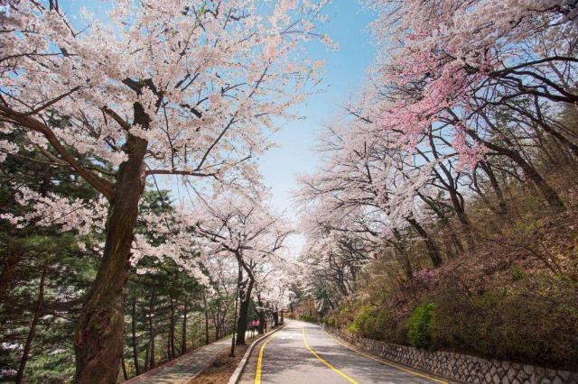 워커힐의 산책로 주변에 벚꽃이 만개한 모습 사진워커힐 호텔앤리조트