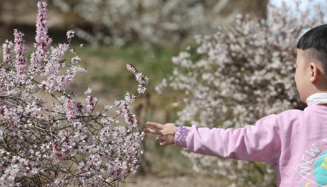 포근한 날씨를 보인 24일 오후 서울 종로구 창덕궁에서 한 어린이가 봄을 만끽하고 있다 사진연합뉴스