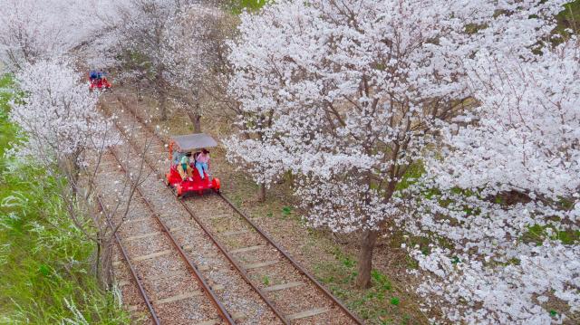 벚꽃 터널을 지나는 가평 레일바이크 사진강촌 레일파크