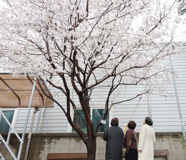 청주 서운동 성당에 먼저 찾아온 벚꽃 사진연합뉴스
