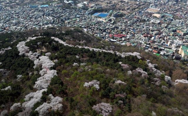 지난해 3월 남산에 벚꽃이 피었다 사진연합뉴스 