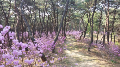 조선왕릉 숲길, 싱그러운 봄 만끽하며 걸어요