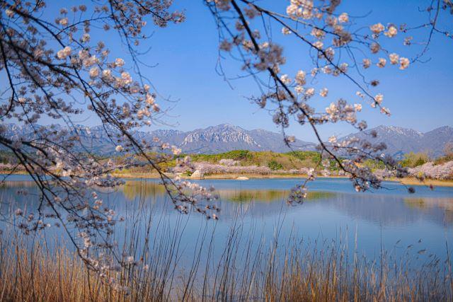 오늘 30일부터 4월 7일까지 영랑호수에서 제1회 2024 영랑호 벚꽃축제가 개최되는 가운데 사진은 지난해 강원 속초시에 위치한 영랑호 모습 사진속초시 