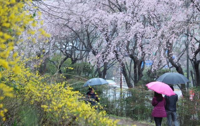 봄비가 내린 25일 오후 부산 해운대구 한 거리에 활짝 핀 개나리와 벚꽃 사이로 우산을 쓴 시민들이 지나가고 있다 부산 지역은 이날 벚꽃이 공식 개화했다 
