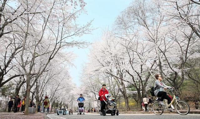 인천대공원벚꽃 사진인천관광공사