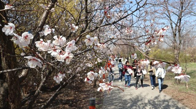 여의도봄꽃축제가 시작되고 첫 주말인 지난 31일 서울 영등포구 여의도 윤중로 일대에 꽃샘추위 등으로 벚꽃의 개화가 늦어지는 모습 사진연합뉴스