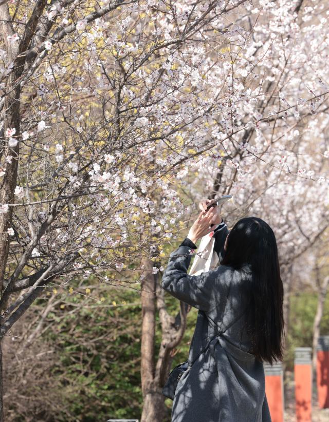 지난 31일 서울 영등포구 여의도 윤중로 일대에서 한 시민이 드문드문 핀 벚꽃을 촬영하고 있다 사진연합뉴스