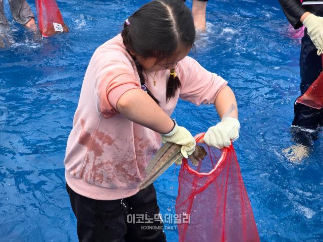 지난달 30일 무창포 신비의 바닷길 쭈꾸미·도다리 대잔치에서 한 어린이가 맨손 고기 잡기 체험을 하고 있다 사진성상영 기자