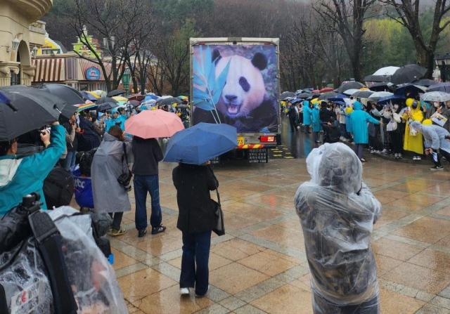 Rất nhiều người hâm mộ đã không quản mưa gió tới Everland để tiễn Fu Bao trong chặng đường cuối cùng trước khi Fu Bao được di chuyển ra sân bay và về Trung Quốc ẢnhYonhap News