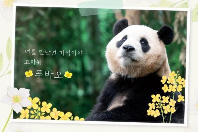 YouTube celebrity panda Fu Bao leaves S Korea on Wednesday The inscription in the photo states Metting you was a miracle Thank you Fu Bao Courtesy of Everland 