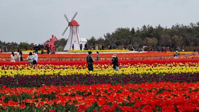 신안군은 임자도 ‘2024 섬 튤립축제’ 개막식을 4월 5일 튤립·홍매화 정원의 튤립광장 주 무대에서 개최한다사진신안군