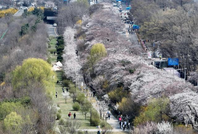 赏樱圣地汝矣岛轮中路一带樱花怒放。【图片提供 韩联社】
