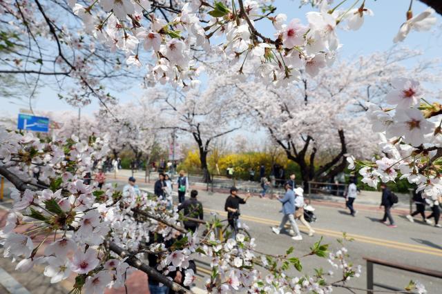 포근한 날씨를 보인 7일 오후 벚꽃이 활짝 핀 서울 여의도 윤중로에서 시민들이 봄을 즐기고 있다 사진연합뉴스
