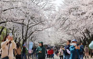 [포토] 만개한 벚꽃 사진에 담는 상춘객들