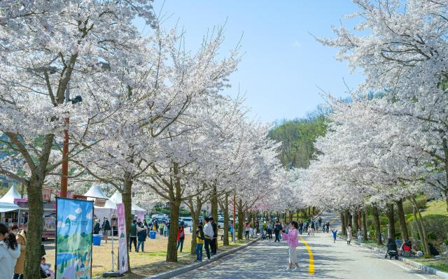 비발디파크 벚꽃로드 사진소노인터내셔널