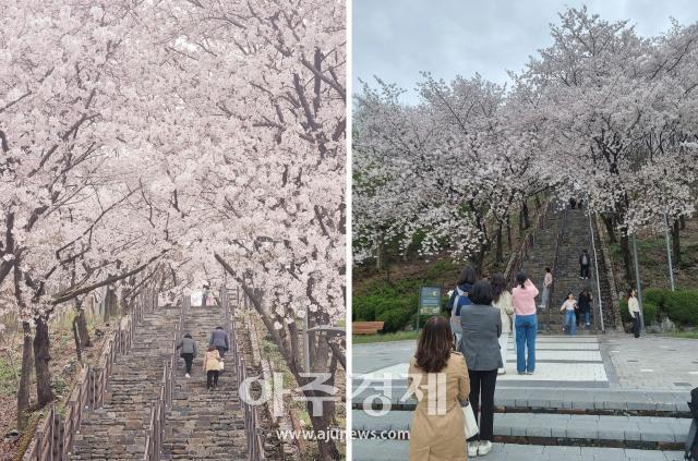 대구시 북구 침산공원 벚꽃돌계단은 만개한 벚꽃을 보러 나온 사람들로 가득하다 사진대구 북구