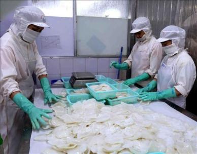 한국, 베트남 오징어·문어 최대 수입시장…日 오염수 방류 여파 
