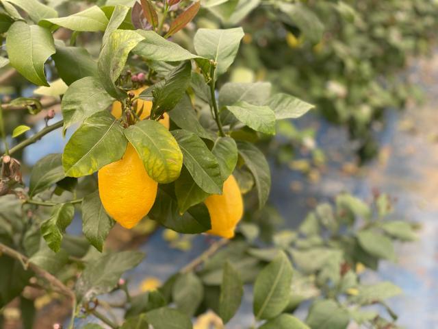 본앤하이리 레몬농장에 열려있는 레몬들 사진김다이 기자
