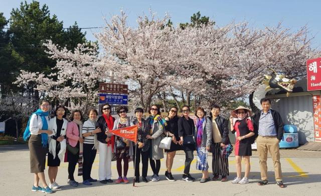 벚꽃을 구경하기 위해 한국을 찾는 베트남 관광객 사진베트남통신사