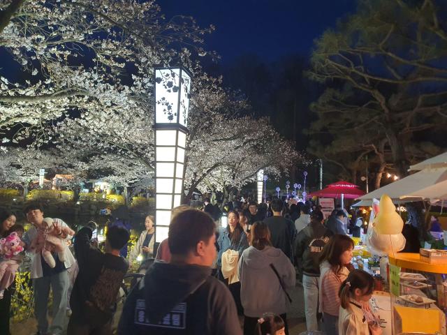 만개한 벚곷 보러 밤 벚꽃놀이를 나온 시민들로 만원을 이룬 연화지 모습사진김천시