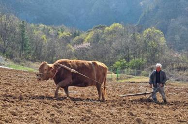 农村走向消亡 韩国农户数量首次跌破100万