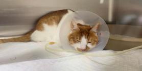 Mysterious cat deaths spark fear among pet lovers in Korea