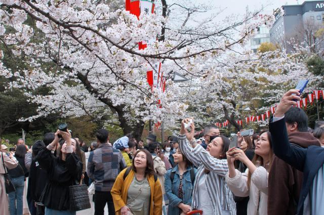 지난 4월 6일 일본 도쿄 우에노 공원 모습 사진UPI·연합뉴스