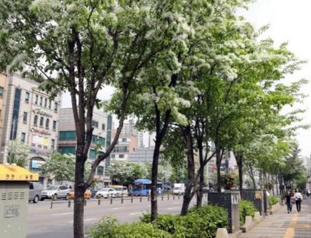 서울 동장구 상도로 가로변에 이팝나무 꽃이 만개한 모습 사진동작구청