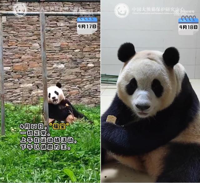 사진중국 자이언트판다 보존연구센터 웨이보