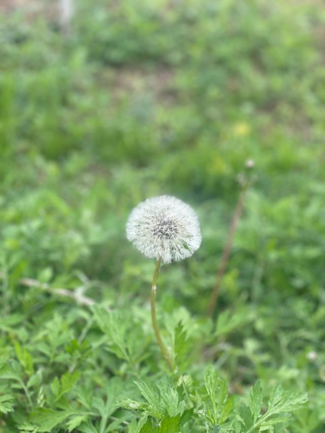 사유원 곳곳에서 만날수 있는 민들레 꽃씨 사진김다이 기자