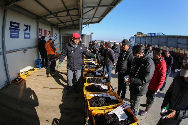 충남도, 바다의 반도체 '김' 신규 양식장 개발한다