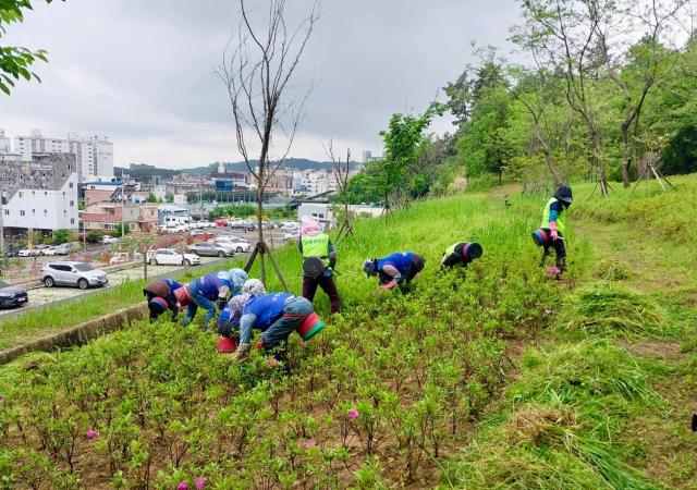 광양시는 공원 환경 조성을 위해 올해 오는 11월까지 도시공원관리단을 운영한다 사진광양시