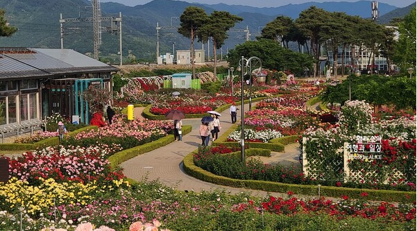 곡성 세계장미축제장 전경 사진곡성군