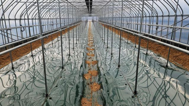 진안군이 서서 재배하는 수박 농법인 수직재배 신기술 사업을 추진한다사진진안군