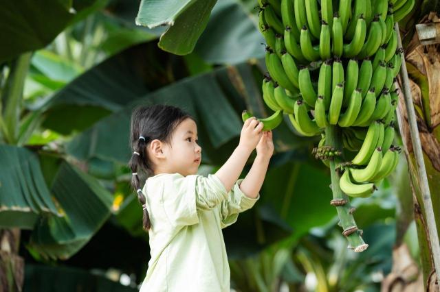 제주신라호텔, 감귤·딸기 이어 '바나나 농장' 체험 프로그램 운영