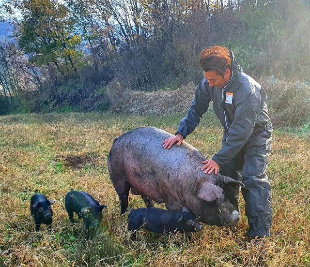 돼지들을 살피고 있는 권제희 대표사진권제희대표