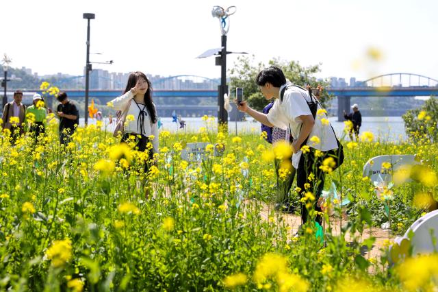 A couple take a photo during the Rapeseed Flower Festival on Seorae Island an artificial island located in Banpo Hangang Park on the Han River in Seoul on May 13 2024 AJU PRESS Kim Dong-woo