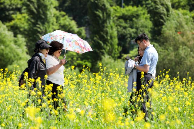 Visitors walk among rapeseed flower at the Rapeseed Flower Festival AJU PRESS Kim Dong-woo 