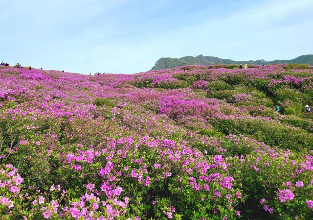 경남 합천군, 제28회 황매산 철쭉제 성료