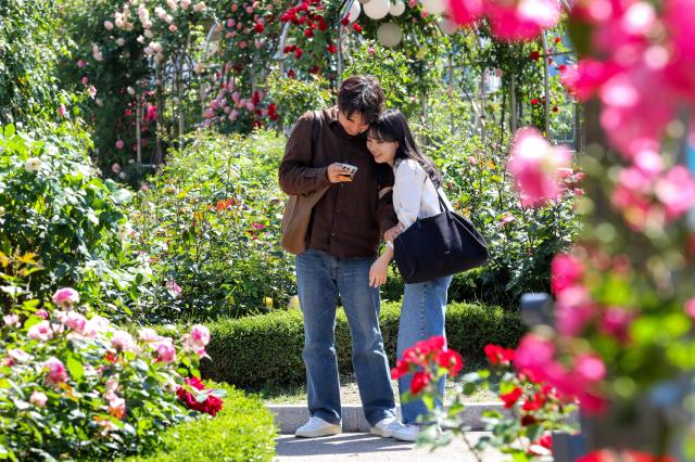 A couple checks their photos at the 2024 Jungnang Seoul Rose Festival in Jungnang-gu Seoul May 14 2024 AJU PRESS Kim Dong-woo