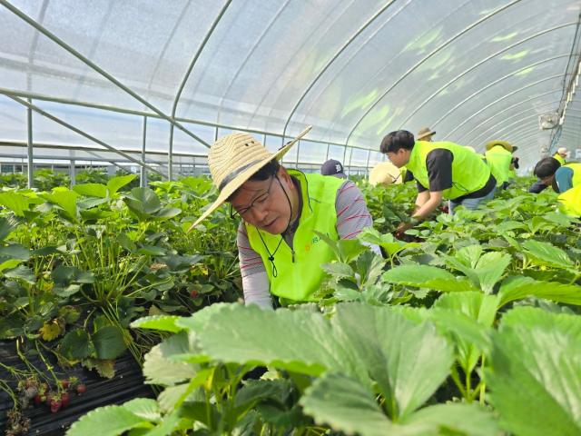 농협금융 임직원들, 영농철 농가 일손돕기 진행