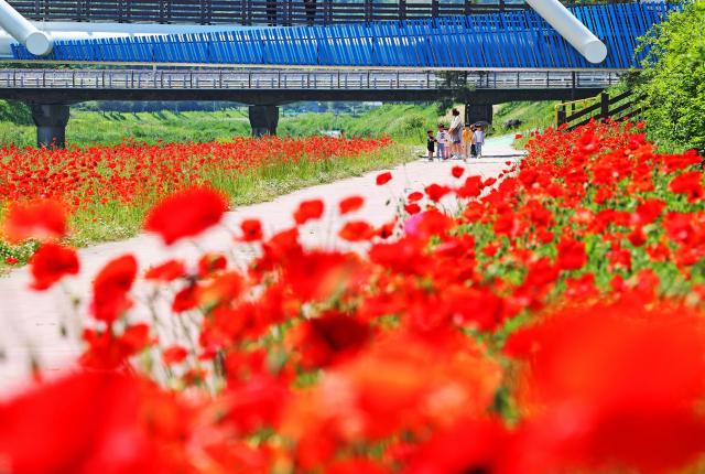 15일 충북 괴산군 천변을 찾은 시민들이 활짝 핀 양귀비꽃을 감상하고 있다사진괴산군