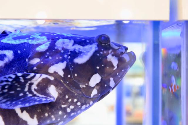 A fish is displayed at the Seoul Seafood Show at COEX on May 16 2024 AJU PRESS Han Jun-gu