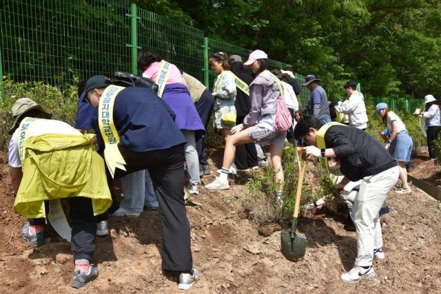 의정부을지대학교병원 교지원들이 지난 18일 의정부시 금오동 천보산 산림 훼손 지역에 산철쭉을 심고 있다사진의정부을지대병원