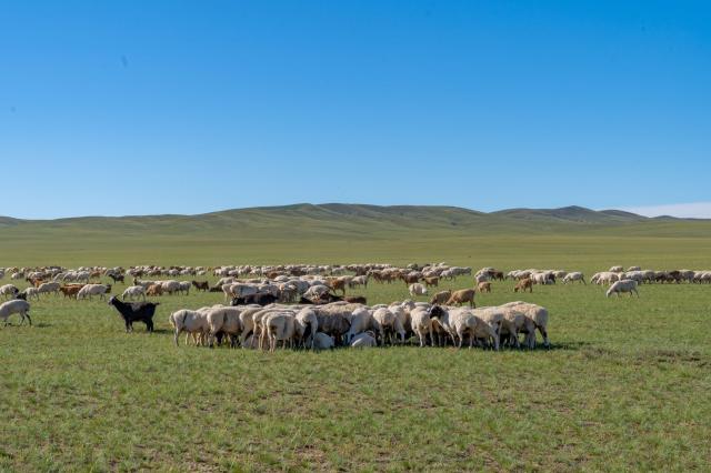 몽골 대초원 사진하나투어