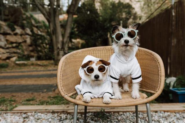 Luxury pet-friendly services on the rise in Korea