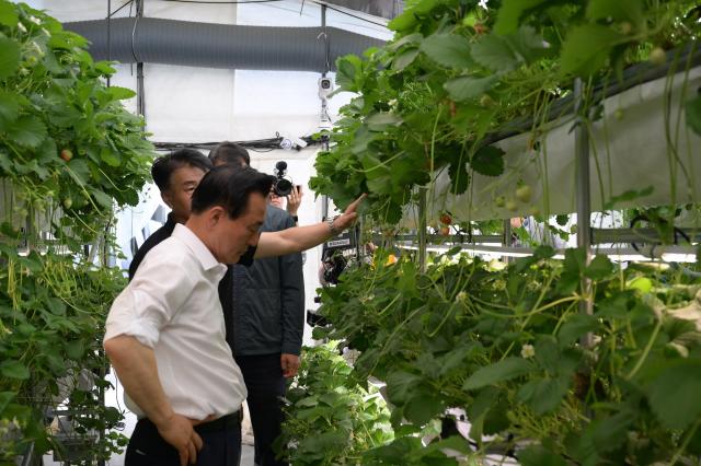 딸기 LED 단동형 다단재배를 둘러보는 백성현 시장사진논산시