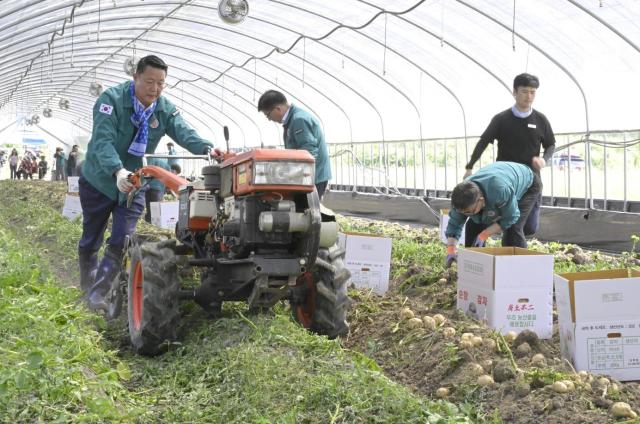 최영일 순창군수맨 왼쪽가 동계면 감자 재배농가를 찾아 직접 농기계를 운전하며 감자 수확을 돕고 있다사진순창군