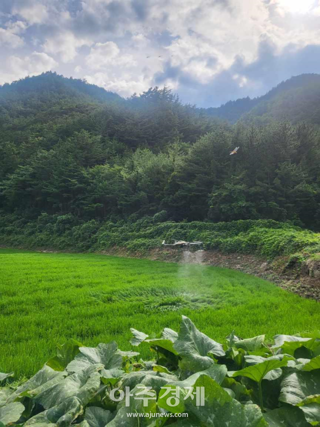 삼척시가 드론 공동방제 사업을 추진하고 있다사진삼척시