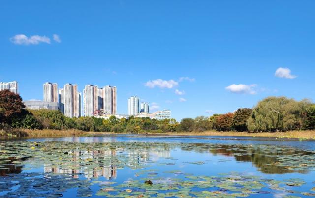 고양특례시는 일산호수공원 내 자연호 일대에 홍련 백련 황련 등 다양한 연꽃과 빅토리아 수련 등을 심을 예정이다사진고양특례시